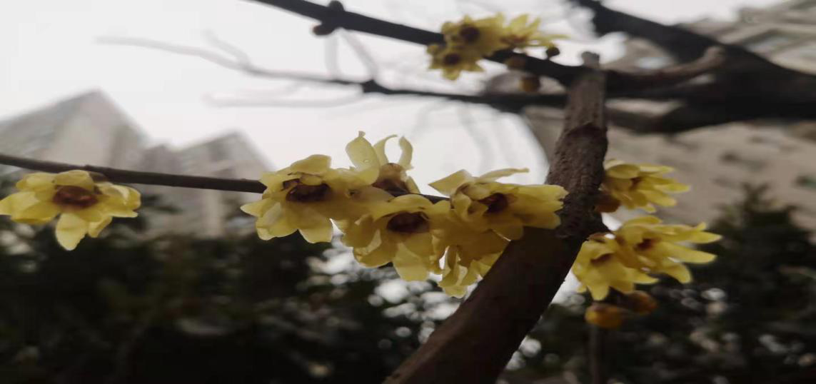 臘梅爭(zhēng)芳不知寒，一線(xiàn)抗疫綻英姿